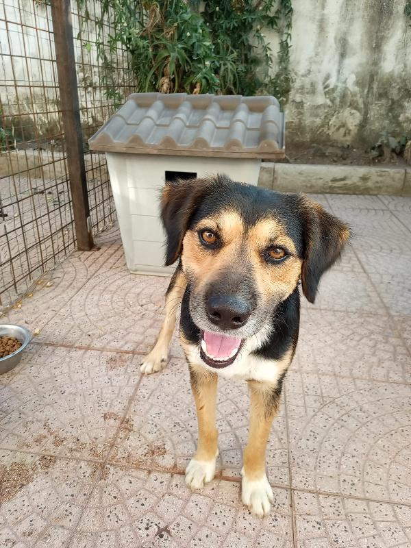 Gigio splendido dolcissimo giovanotto cerca casa  Foto 6